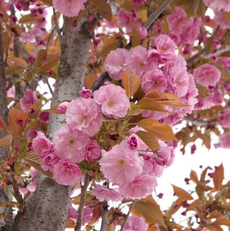 Kwanzan Cherry Tree Live Plant – Double Pink Blooms, 2.5" Pot, 6-12" Tall, Outdoor Ornamental - Image 3