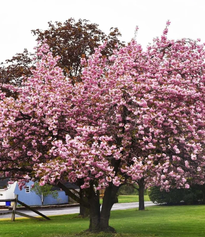 Kwanzan Cherry Tree Live Plant – Double Pink Blooms, 2.5" Pot, 6-12" Tall, Outdoor Ornamental - Image 4