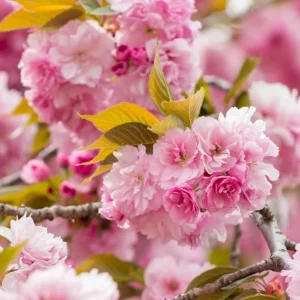 Kwanzan Cherry Tree Live Plant – Double Pink Blooms, 2.5