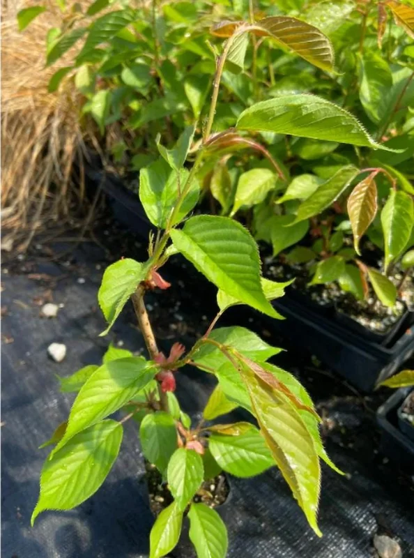 Kwanzan Cherry Tree Live Plant – Double Pink Blooms, 2.5" Pot, 6-12" Tall, Outdoor Ornamental - Image 8