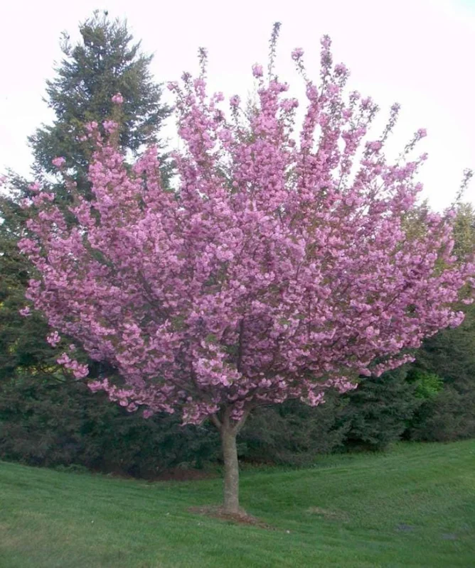 Kwanzan Cherry Tree Live Plant – Double Pink Blooms, 2.5" Pot, 6-12" Tall, Outdoor Ornamental - Image 9