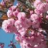 Kwanzan Flowering Cherry Live Plant - 8-14" Tall, 3" Pot - Pink Blooms Tree - Image 1