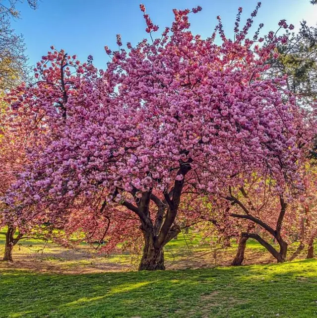 Kwanzan Flowering Cherry Live Plant - 8-14" Tall, 3" Pot - Pink Blooms Tree - Image 2