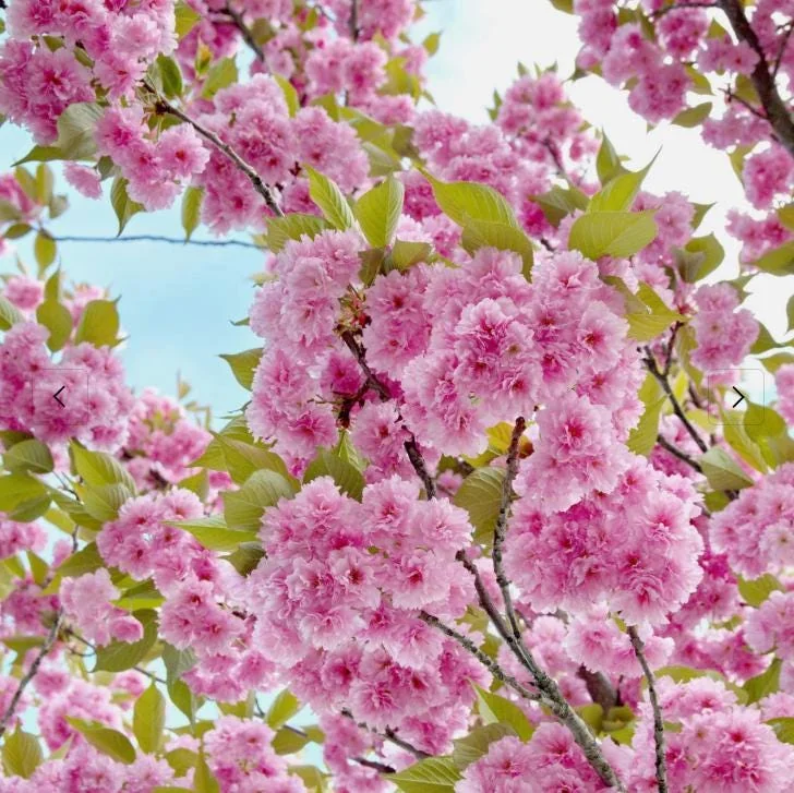 Kwanzan Flowering Cherry Live Plant - 8-14" Tall, 3" Pot - Pink Blooms Tree - Image 4