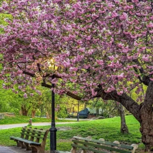 Kwanzan Flowering Cherry Live Plant - 8-14