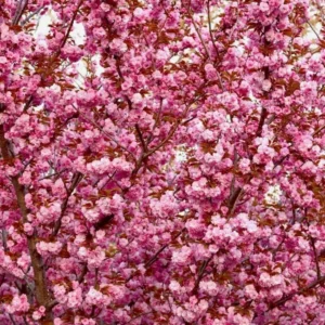 Kwanzan Flowering Cherry Live Plant - 8-14