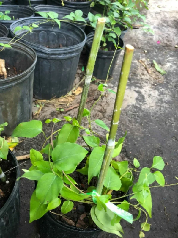 La Giang Sour Creeper Seeds - Edible Climbing Plant Seed Pack - Image 4