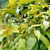 La Giang Sour Creeper Seeds - Edible Climbing Plant Seed Pack - Image 1