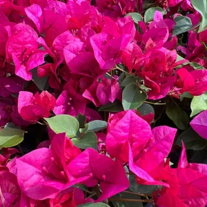 La Jolla Bougainvillea Live Plant – 1 ft Tall – 1 Gallon Pot – Outdoor Shrub - Image 2
