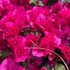 La Jolla Bougainvillea Live Plant – 1 ft Tall – 1 Gallon Pot – Outdoor Shrub - Image 1
