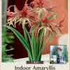 La Paz Amaryllis Bulb - Exotic Cybister - 26/+cm Bulb - Image 1