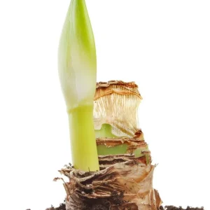 La Paz Amaryllis Bulb - Exotic Cybister - 26/+cm Bulb - Image 3