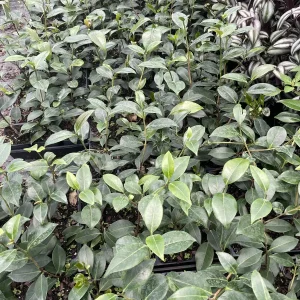 La Peppermint Camellia Live Plant - 4 inch Pot, Evergreen Flowering Shrub, White & Red Blooms - Image 4