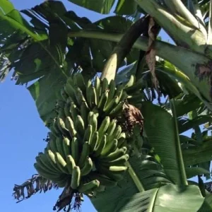 Lacatan Banana Plant - Musa Hybrid Live Fruit Tree, 7-12 inches tall, Zones 8-11 - Image 2