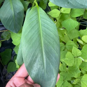 Lacatan Banana Plant - Musa Hybrid Live Fruit Tree, 7-12 inches tall, Zones 8-11 - Image 4