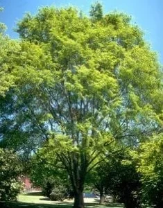 Lacebark Elm Bare Root Seedlings - Ulmus parvifolia - 2-3 ft Tall, 2 Pack, Outdoor Tree - Image 2