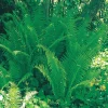 Lady Fern Bare Root Plant - Athyrium filix-femina - Shade & Wet Soils - Image 1