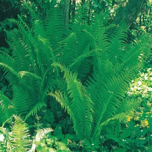 Lady Fern Bare Root Plant - Athyrium filix-femina - Shade & Wet Soils - Image 1