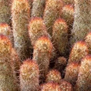 Lady Finger Cactus (Mammillaria elongata) Live Plant - 2.5 inch Potted Succulent - Image 2