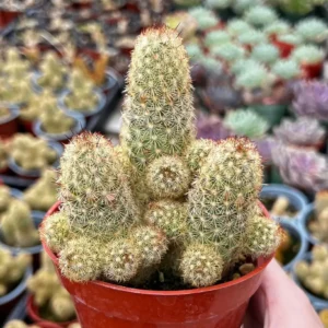 Ladyfinger Cactus Mammillaria Elongata Live Plant – 4-6 inch Pot – Indoor/Outdoor Succulent - Image 2