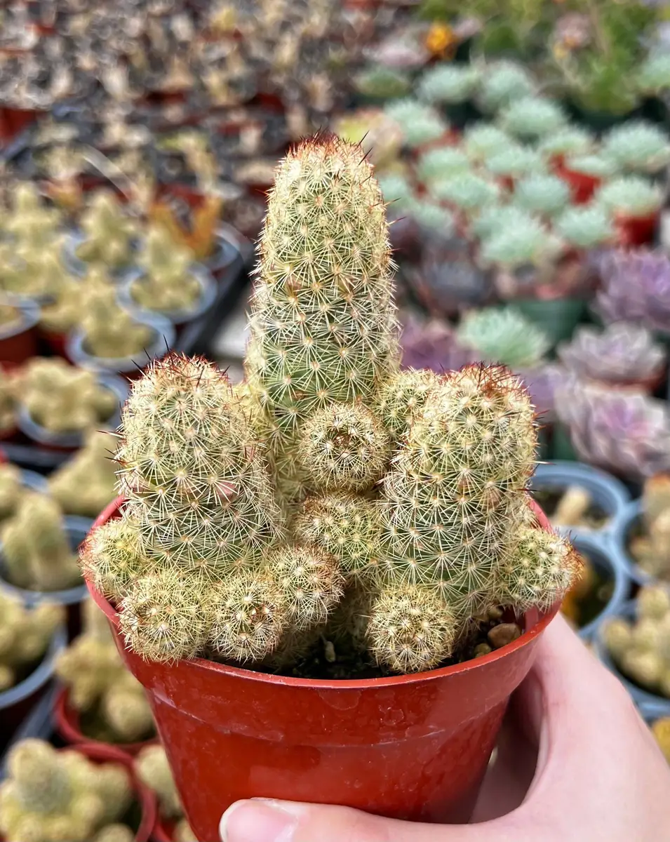 Ladyfinger Cactus Mammillaria Elongata Live Plant – 4-6 inch Pot – Indoor/Outdoor Succulent - Image 2