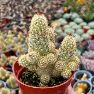 Ladyfinger Cactus Mammillaria Elongata Live Plant – 4-6 inch Pot – Indoor/Outdoor Succulent - Image 3