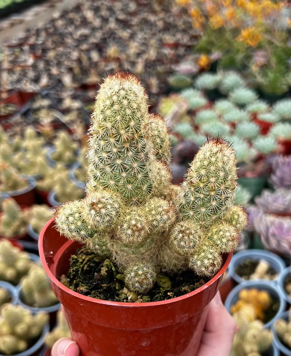 Ladyfinger Cactus Mammillaria Elongata Live Plant – 4-6 inch Pot – Indoor/Outdoor Succulent - Image 3