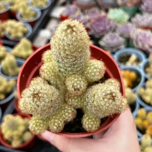 Ladyfinger Cactus Mammillaria Elongata Live Plant – 4-6 inch Pot – Indoor/Outdoor Succulent - Image 4