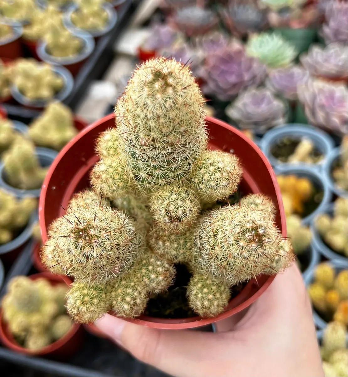 Ladyfinger Cactus Mammillaria Elongata Live Plant – 4-6 inch Pot – Indoor/Outdoor Succulent - Image 4