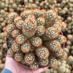 Ladyfinger Cactus Mammillaria Elongata Live Plant – 4-6 inch Pot – Indoor/Outdoor Succulent - Image 5