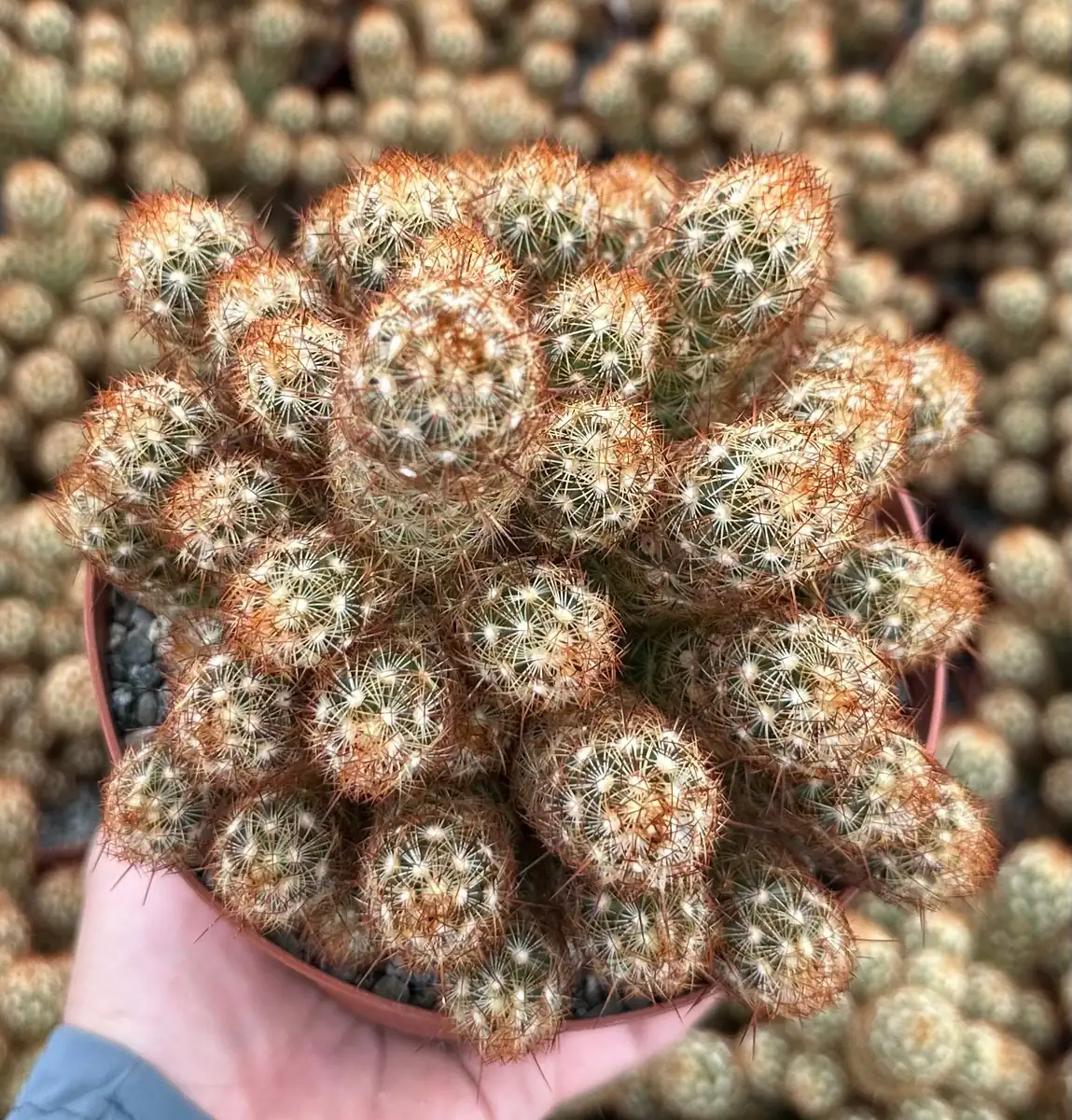 Ladyfinger Cactus Mammillaria Elongata Live Plant – 4-6 inch Pot – Indoor/Outdoor Succulent - Image 5