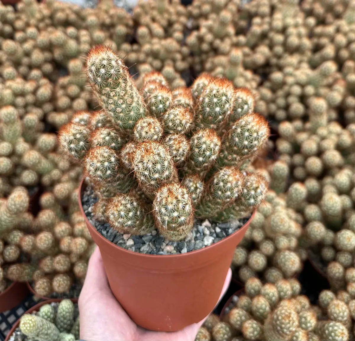 Ladyfinger Cactus Mammillaria Elongata Live Plant – 4-6 inch Pot – Indoor/Outdoor Succulent - Image 6