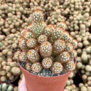 Ladyfinger Cactus Mammillaria Elongata Live Plant – 4-6 inch Pot – Indoor/Outdoor Succulent - Image 7