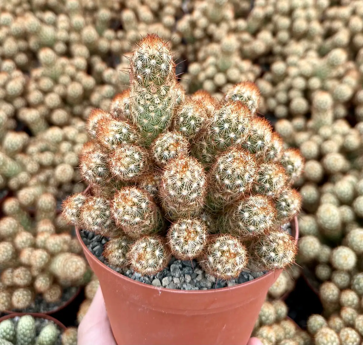 Ladyfinger Cactus Mammillaria Elongata Live Plant – 4-6 inch Pot – Indoor/Outdoor Succulent - Image 7