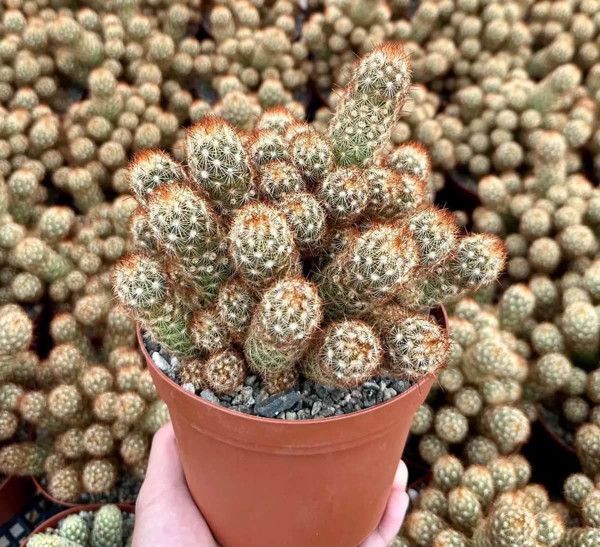 Ladyfinger Cactus Mammillaria Elongata Live Plant – 4-6 inch Pot – Indoor/Outdoor Succulent - Image 1