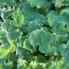 Lady's Mantle Live Plant – Alchemilla Thriller Perennial – 1 inch or 2.25 inch pot – Outdoor - Image 1