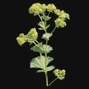 Lady's Mantle Live Plant – Alchemilla Thriller Perennial – 1 inch or 2.25 inch pot – Outdoor - Image 4
