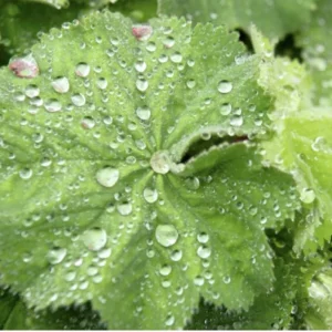 Lady's Mantle Live Plant – Alchemilla Thriller Perennial – 1 inch or 2.25 inch pot – Outdoor - Image 5