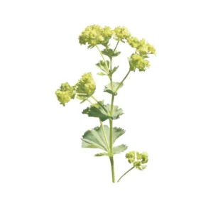 Lady's Mantle Live Plant – Alchemilla Thriller Perennial – 1 inch or 2.25 inch pot – Outdoor - Image 6