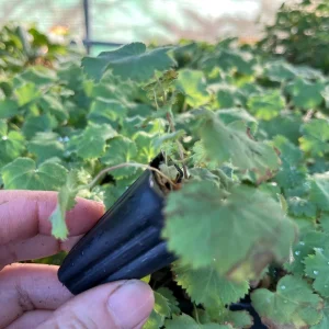 Lady's Mantle Live Plant – Alchemilla Thriller Perennial – 1 inch or 2.25 inch pot – Outdoor - Image 7