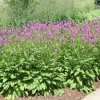 Lamb's Ear Hummelo Live Plant – Stachys Hummelo – 3.5 inch Container – Outdoor Perennial - Image 1