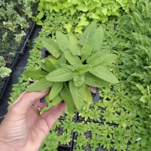 Lamb's Ear Hummelo Live Plant – Stachys Hummelo – 3.5 inch Container – Outdoor Perennial - Image 2