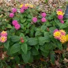 Lantana Anne Marie Live Plants - Set of 2, 4-6" Tall, Pollinator Friendly, Outdoor - Image 1