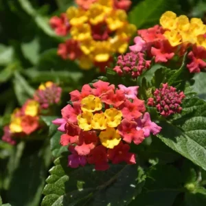 Lantana Anne Marie Live Plants - Set of 2, 4-6