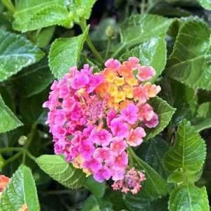 Lantana Anne Marie Live Plants - Set of 2, 4-6