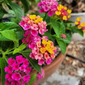 Lantana Anne Marie Live Plants - Set of 2, 4-6