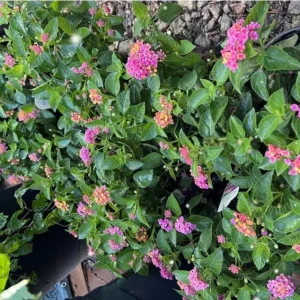 Lantana Anne Marie Live Plants - Set of 2, 4-6