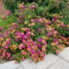 Lantana Athens Rose Live Plants - Set of 2, 4-6" Tall, Butterfly Friendly, Outdoor - Image 1