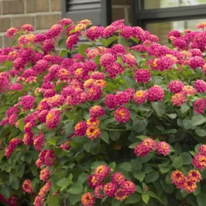 Lantana Athens Rose Live Plants - Set of 2, 4-6
