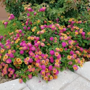 Lantana Athens Rose Live Plants - Set of 2, 4-6" Tall, Butterfly Friendly, Outdoor - Image 1